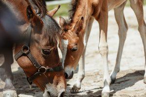 Poney New Forest poulain new forest, sélection poney new forest