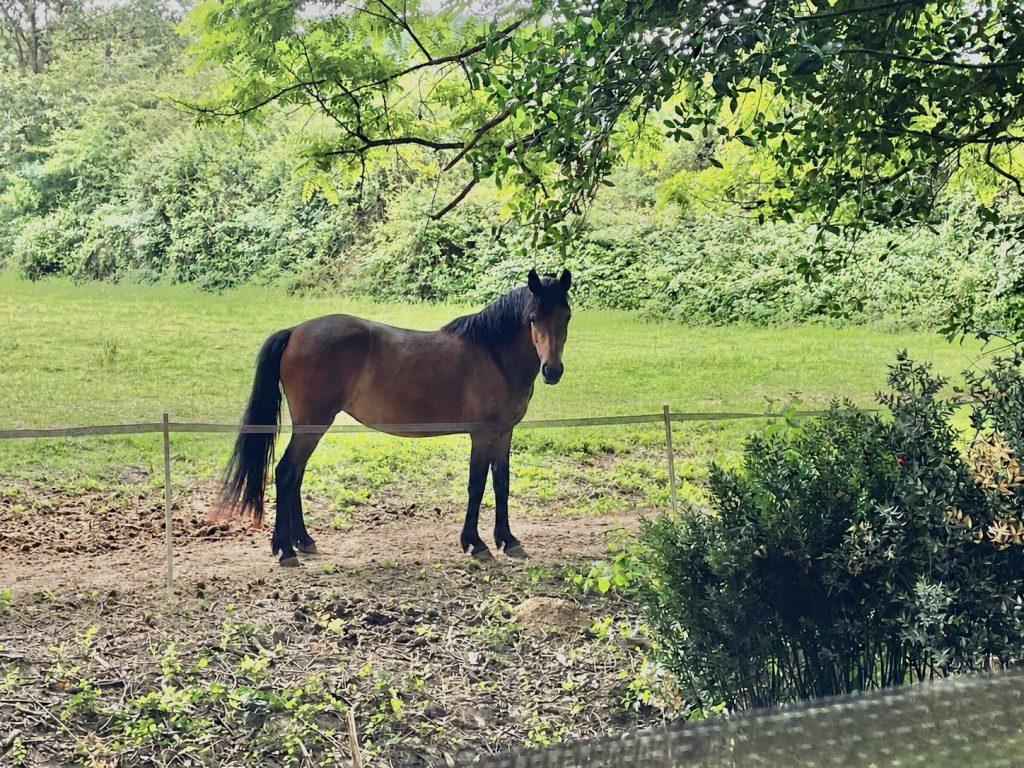 poulinière elevage New Forest New Candy du Ker , acheter poulain poney