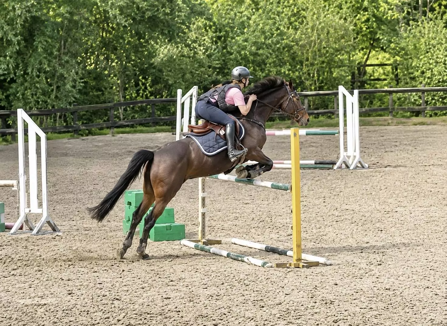 poney de sport ; new forest ; haras qualescy ; élevage new forest ; Ilona des Marronniers