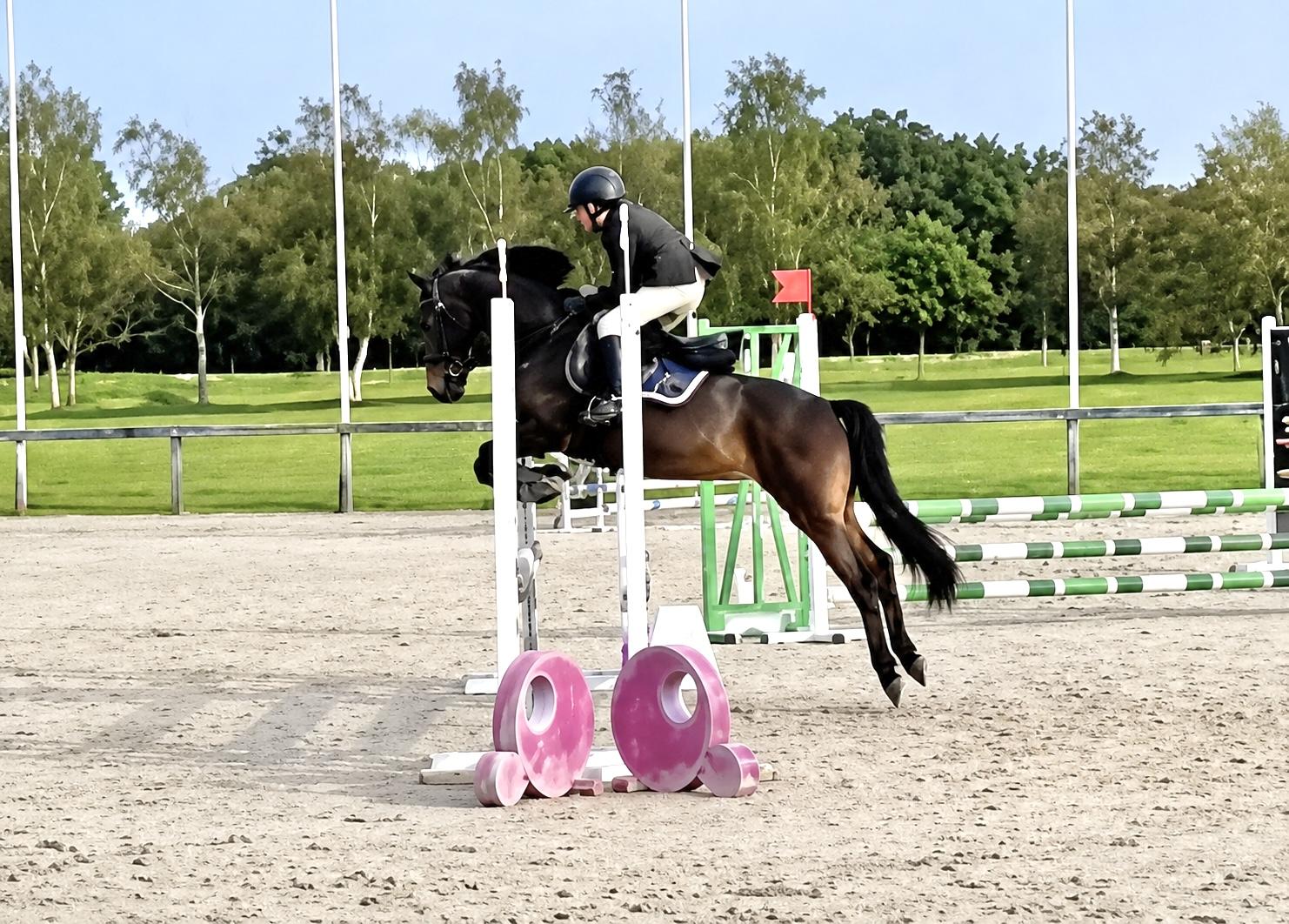 Poney New Forest Elevage new forest Khloe du midi