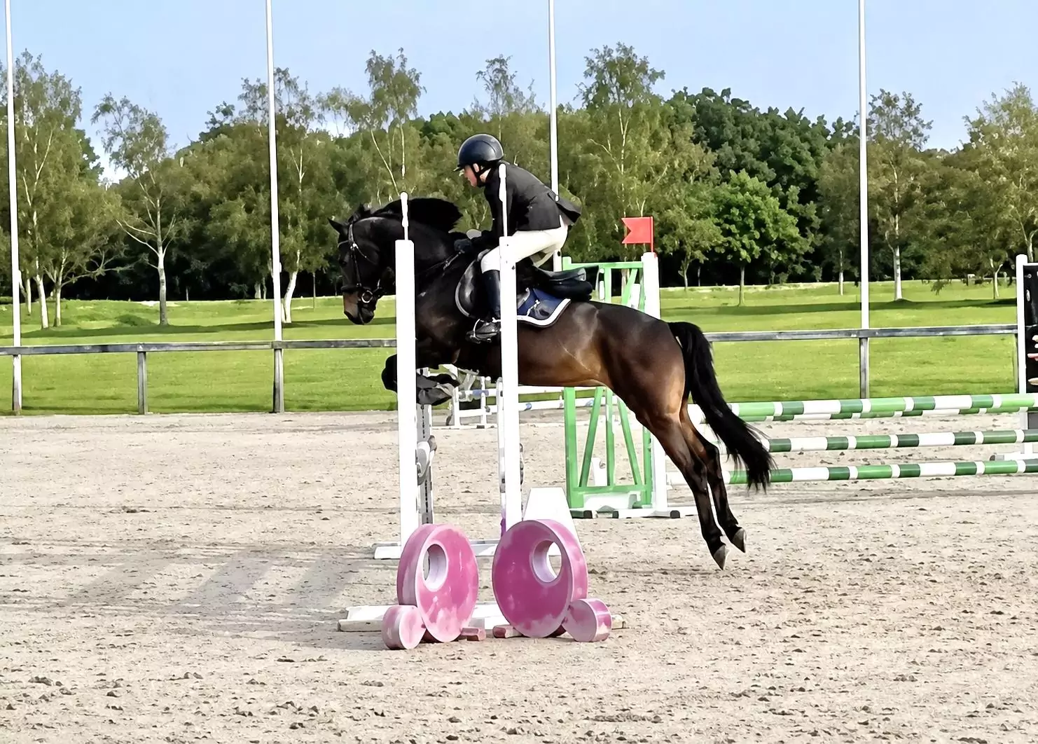 Poney New Forest Elevage new forest Khloe du midi
