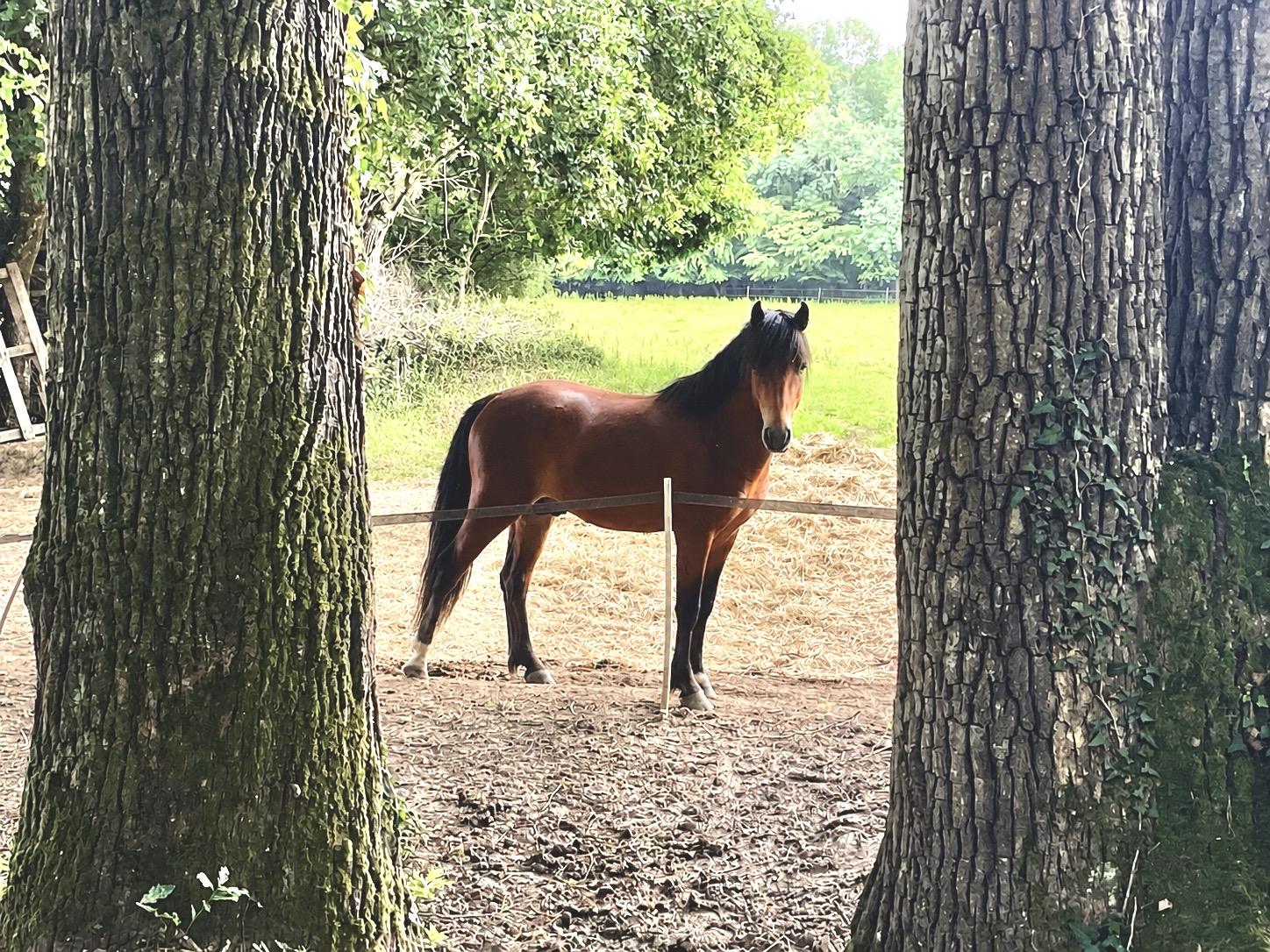 Etalons New Forest Outlaw Robin Hood