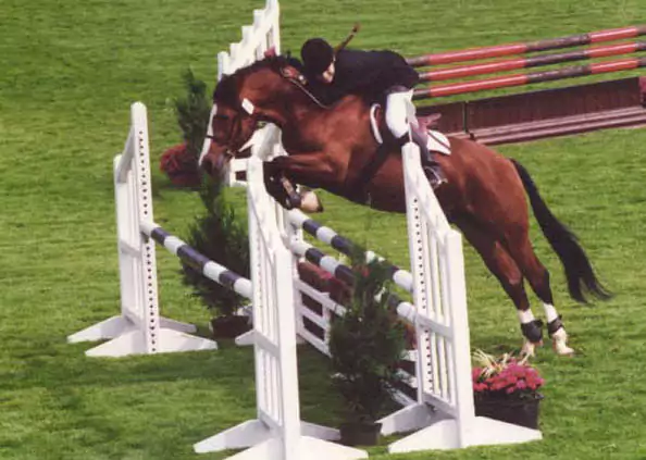 Quantic Nova Qualescy ; Etoile d'Hardy ; poney new forest CSO