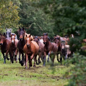 poney new forest caractère