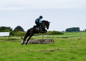 acheter poney new forest