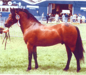 National new forest, etalon new forest, Willoway Piper's Bay