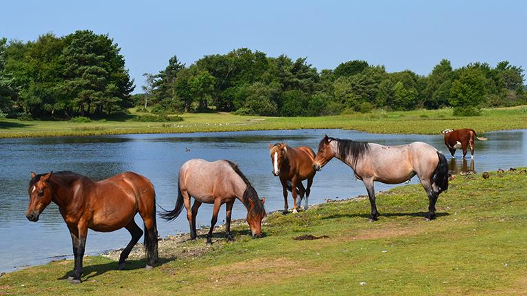 poney new forest