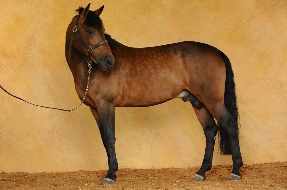 poulinière New Forest D ; elevage New Forest ; genie love de kerser ; etalon new forest